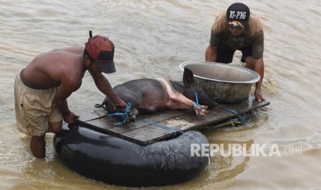  Evakuasi Hewan Ternak. Warga mengevakuasi hewan ternak miliknya akibat banjir bandang Sentani di Sentani, Jaya Pura, Papua, Selasa (19/3/2019). 