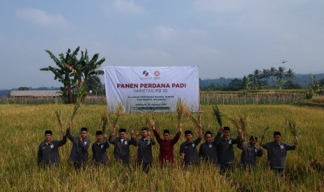 event Panen Perdana Padi Varietas IPB 3S pada Kamis (22/8) di lokasi penanaman.