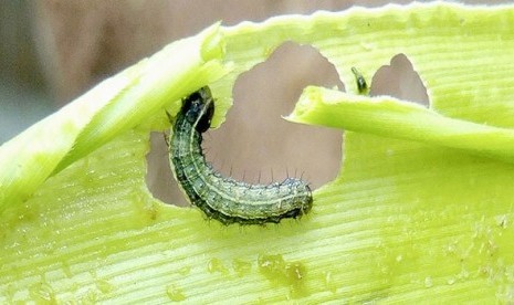 Fall Armyworm (Ulat Grayak Jagung).