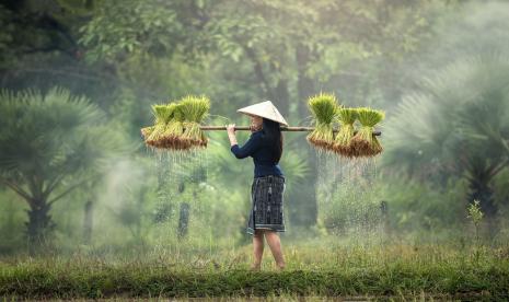 FAO memperingatkan, pandemi mengancam ratusan juta pertanian keluarga petani kecil.