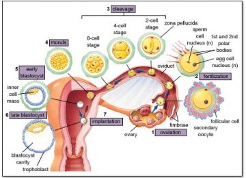 Dalam dan embrio di tumbuh manusia akan dan janin berkembang 5 perbezaan