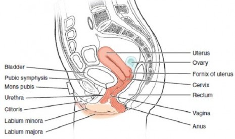 Female reproductive system (illustration)