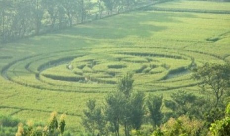 Fenomena crop circle tampak di tengah sawah di Desa Rejosari, Jogotirto, Berbah, Kabupaten Sleman, Yogyakarta, Senin (24/1).