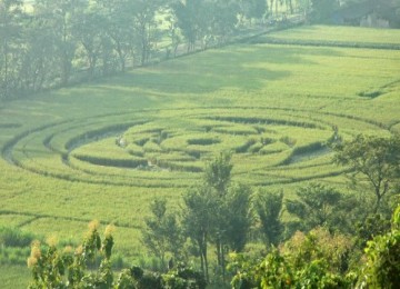 Fenomena crop circle tampak di tengah sawah di Desa Rejosari, Jogotirto, Berbah, Kabupaten Sleman, Yogyakarta, Senin (24/1).