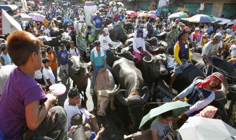 Festival adu banteng (ilustrasi)