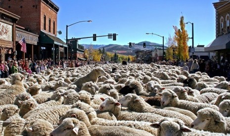 Festival domba di Idaho