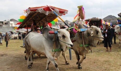 Festival gerobak sapi 