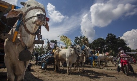 Festival Gerobak Sapi sudah delapan kali digelar di Sleman, Yogyakarta.