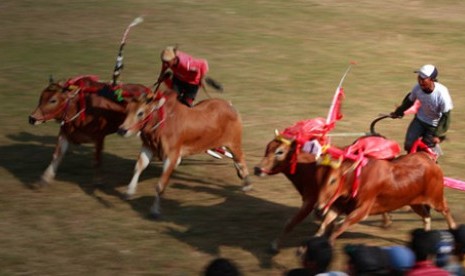 Festival karapan sapi Madura.