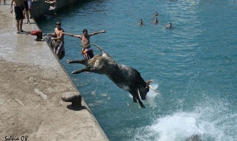 Festival masukan banteng dalam air