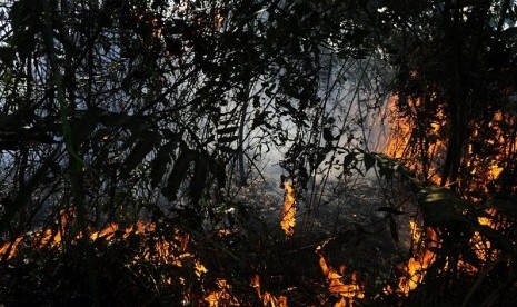 Fire burns out dry bushes and trees in Pekanbaru, Riau. (File photo)