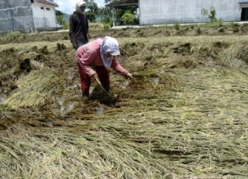 Flood also hits Jember, East Java, earlier, and causes the farmers harvesting their rice field before the harvest season.