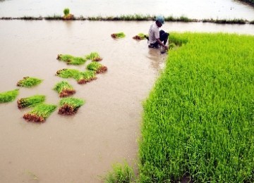 Floods inundate a rice field. Farmers in Sungai Merdeka cannot plant some 145 hectares of rice field due to overflowing nearby river. 