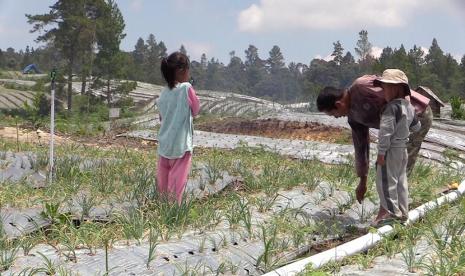 Food Estate Humbang Hasundutan yang berbasis komoditas hortikultura. 