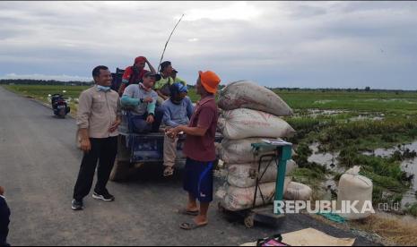 Para petani padi di wilayah Food Estate Pulau Pisang, Kalimantan Tengah, khususnya yang berada kini tengah bersiap melakukan panen raya.