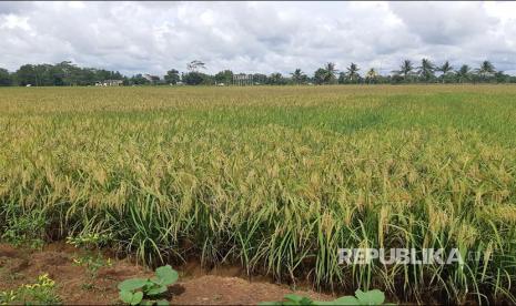 food estate