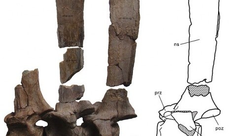 fosil dinosaurus yang memiliki punuk seperti unta