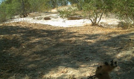 Foto burung hud-hud di Pulau Adolphus, Australia Barat. Kepala burung bisa dilihat di pojok kanan bawah foto.