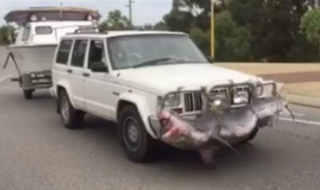 Foto dari video yang menunjukan seekor ikan hiu besar terikat dibagian depan mobil 4WD di Safety Bay. 