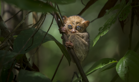 Foto-foto tarsius bangkanus yang diambil oleh Syahputra, pemerhati lingkungan di Kabupaten Bangka Tengah