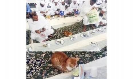 Foto kucing menanti ifthar