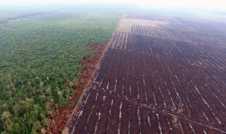 Foto tanggal 10 Agustus 2015 tentang kondisi lahan yang hangus terbakar di konsesi perusahaan kelapa sawit PT Langgam Inti Hibrido (LIH) di Kabupaten Pelalawan, Riau, menjadi barang bukti kepolisian dalam kasus kebakaran lahan di Riau.