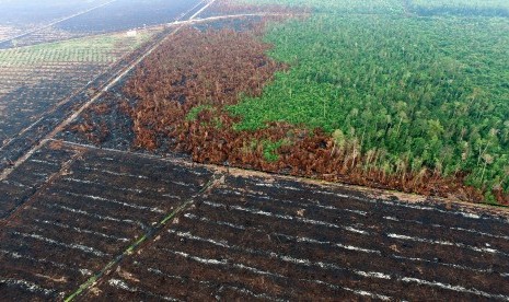 Foto tanggal 10 Agustus 2015 tentang kondisi lahan yang hangus terbakar di konsesi perusahaan kelapa sawit PT Langgam Inti Hibrido (LIH) di Kabupaten Pelalawan, Riau, menjadi barang bukti kepolisian dalam kasus kebakaran lahan di Riau.