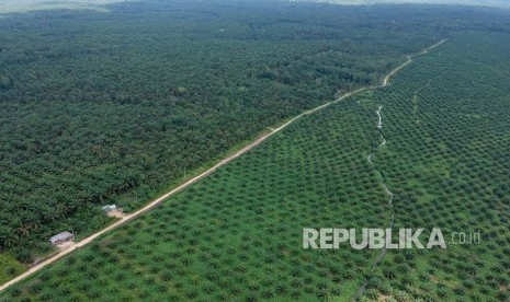 Foto udara kawasan perkebunan kelapa sawit di Sumatera. (ilustrasi)