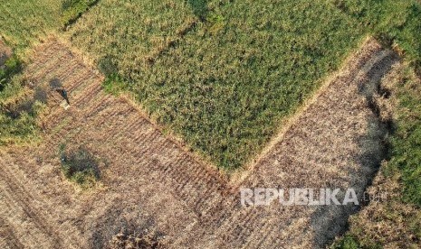 Luas lahan perkebunan tebu dalam negeri terus mengalami penurunan. Sementara itu, daya saing industri produsen gula pun ikut mengalami penurunan. Evaluasi menyeluruh sektor perkebunan tebu nasional dibutuhkan untuk bisa mencapai swasembada tahun 2023 mendatang.