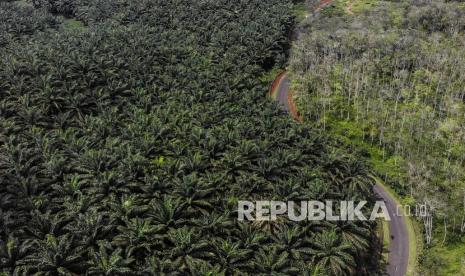 Foto udara perkebunan sawit milik PTPN VIII di Cikidang, Kabupaten Sukabumi, Jawa Barat. PTPN Holding disarankan untuk jamin ketersediaan minyak goreng untuk MBR