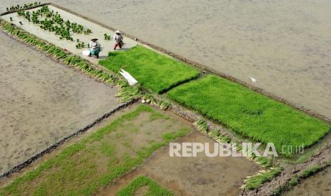 Foto udara petani mencabut bibit padi di area persawahan Lambaro, Aceh Besar, Aceh, Selasa (4/1/2022). Wakil Menteri BUMN I Pahala N Mansury menyebut Holding BUMN Pangan dapat mengoptimalkan aset Sumber Daya Manusia (SDM) Milenial sebagai penerus dari upaya transformasi pangan ke depan.