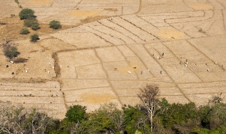 Foto udara puluhan hewan ternak berada di ladang sawah tadah hujan yang mengalami kekeringan. Puluhan desa yang terdampak kekeringan tersebar di delapan kecamatan di Lombok Tengah. Ilustrasi.