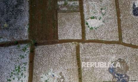 Foto udara sawah yang mengering akibat musim kemarau di Kampung Sukamanah, Kabupaten Ciamis, Jawa Barat, Senin (8/10).