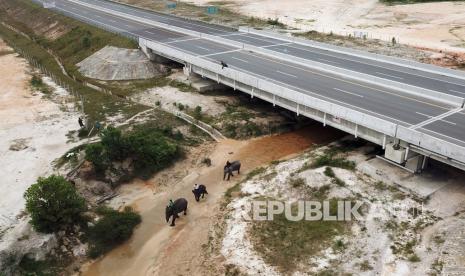 Foto udara sejumlah gajah sumatera binaan Pusat Latihan Gajah Minas Riau melewati jalur terowongan gajah di bawah Jalan Tol Pekanbaru-Dumai, Provinsi Riau, Selasa (16/3/2021). Presiden Joko Widodo (Jokowi) menegaskan, pembangunan infrastruktur di Tanah Air harus tetap memperhatikan kelestarian lingkungan dan menjamin keberlangsungan hidup satwa liar. 