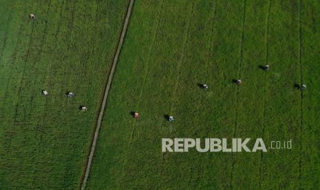 Kementerian Pertanian (Kementan) resmi menjadikan kawasan seluas 5.000 hektare di wilayah Sumba Tengah, Nusa Tenggara Timur, menjadi food estate atau lumbung pangan baru. Dengan dijadikannya sebagai food estate, diharapkan produksi padi dan jagung yang menjadi komoditas pokok bisa bertambah.