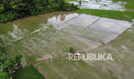 Foto udara tanaman padi terendam banjir di areal persawahan. (Ilustrasi)