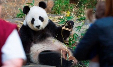 Fu Ni membuat para pengasuh di kebun binatang menduga sang panda tengah hamil.