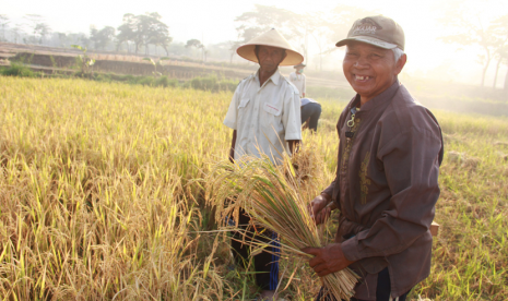 Gabungan Kelompok Tani (Gapoktan) Taman Asri yang merupakan petani binaan Dompet Dhuafa, mereka berhasil melakukan panen raya, pada Jumat (25/10).