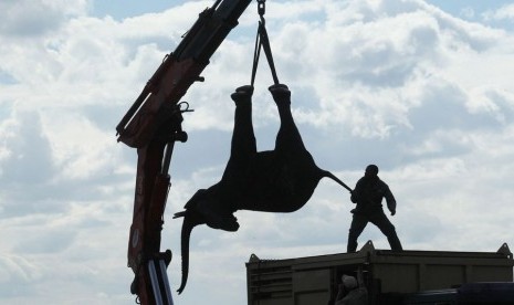 Gajah Afrika yang akan dipindahkan diangkut memakai truk