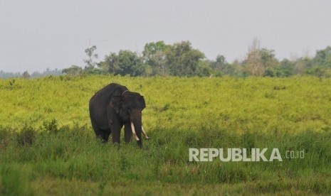 Gajah berada di kawasan Taman Nasional Way Kambas (TNWK), Lampung Timur, Rabu (27/7).Republika/Edwin Dwi Putranto