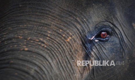 Gajah berada di kawasan Taman Nasional Way Kambas (TNWK), Lampung Timur, Rabu (27/7).