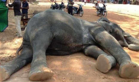 Gajah betina mati di Angkor Wat