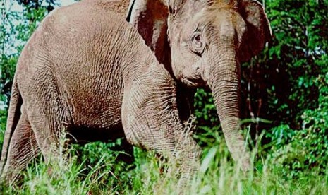 Rajut Keharmonisan Gajah dan Manusia Lewat Dongeng dan Film. Foto:   Gajah Borneo (ilustrasi)