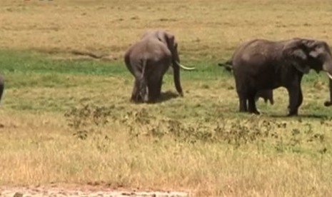 Gajah (ilustrasi). Insiden meninggalnya pelajar Muslim di Myanmar akibat gajah liar terjadi kembali 