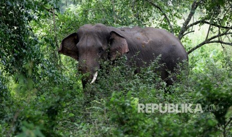 Gajah sumatera. Kawanan gajah terjebak di area perkebunan Desa Pase Sentosa, Aceh Utara, Provinsi Aceh. (Ilustrasi)