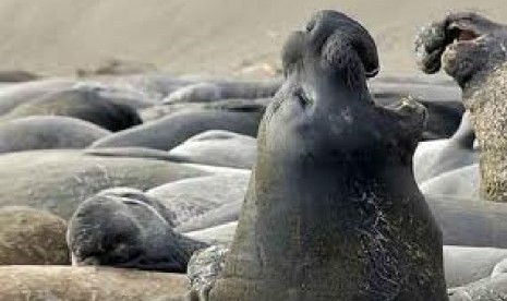 Gajah Laut atau anjing laut raksasa