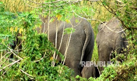 Gajah liar (ilustrasi).