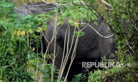 Gajah liar Sumatera bernama Seruni (40 Tahun) melahirkan seekor anak yang belum diketahui kelaminnya di komplek Hutan Talang, Suaka Margasatwa (SM) Balai Raja, Riau.