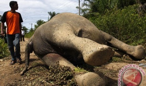 Gajah mati di ACeh Jaya