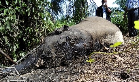 Gajah mati diracun di Desa Blang Tualang, Kecamatan Birem Bayeun, Kabupaten Aceh Timur.